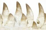 Fossil Mosasaur Lower Jaws with Twenty-Five Teeth #214399-8